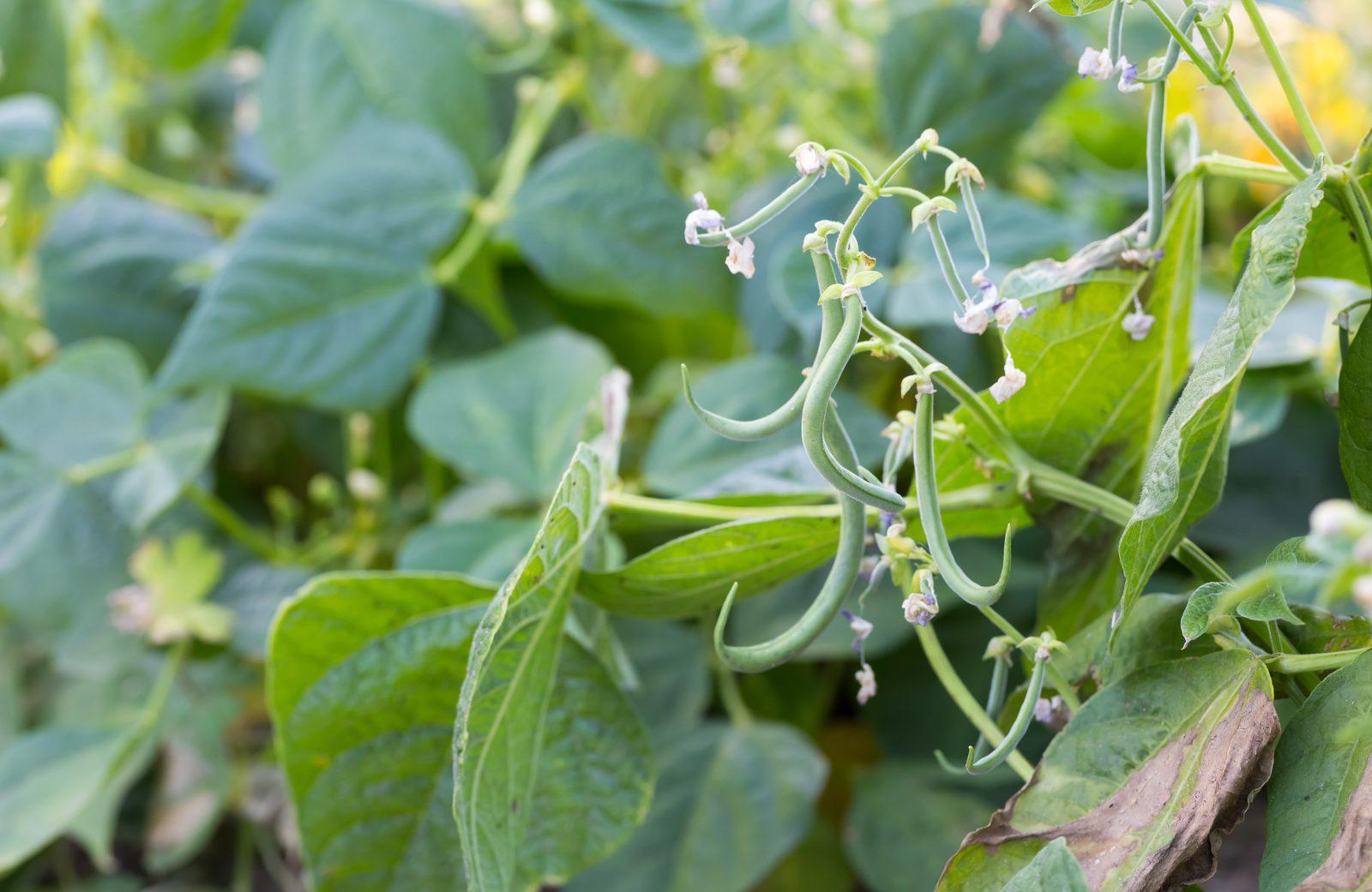 Greensboro Gardeners Plant Beans, Pumpkins at Arboretum